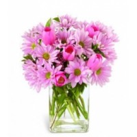 Dazzling Pink Daisies